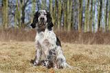 SETTER ANGLAIS 029
